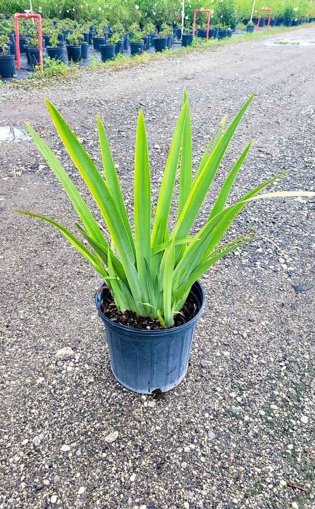 neomarica-caerulea-regina-regina-iris-giant-apostle-s-iris