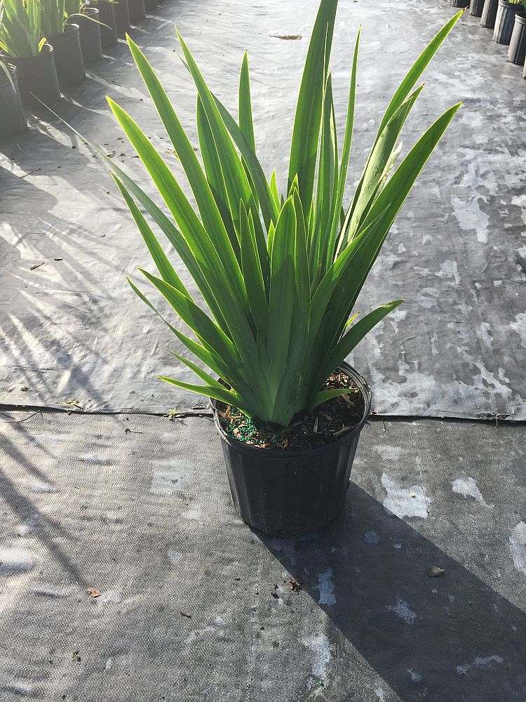 neomarica-caerulea-regina-regina-iris-giant-apostle-s-iris