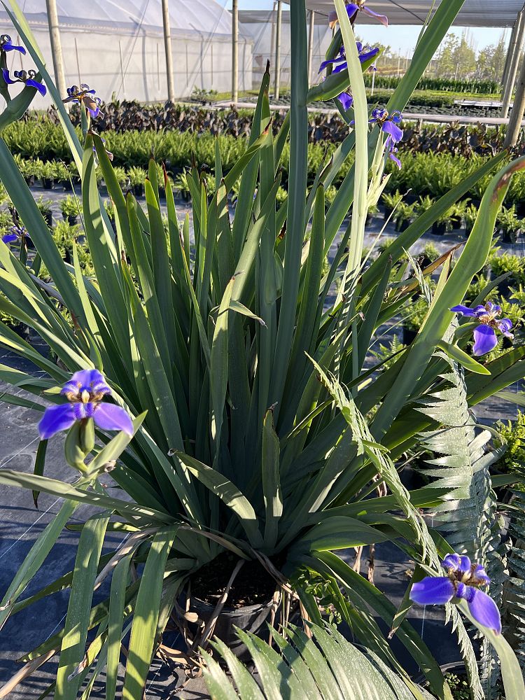 neomarica-caerulea-regina-regina-iris-giant-apostle-s-iris