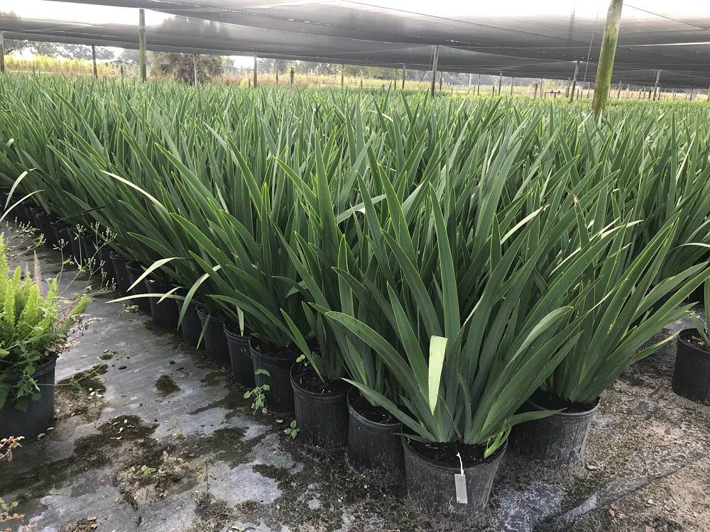 neomarica-caerulea-regina-regina-iris-giant-apostle-s-iris