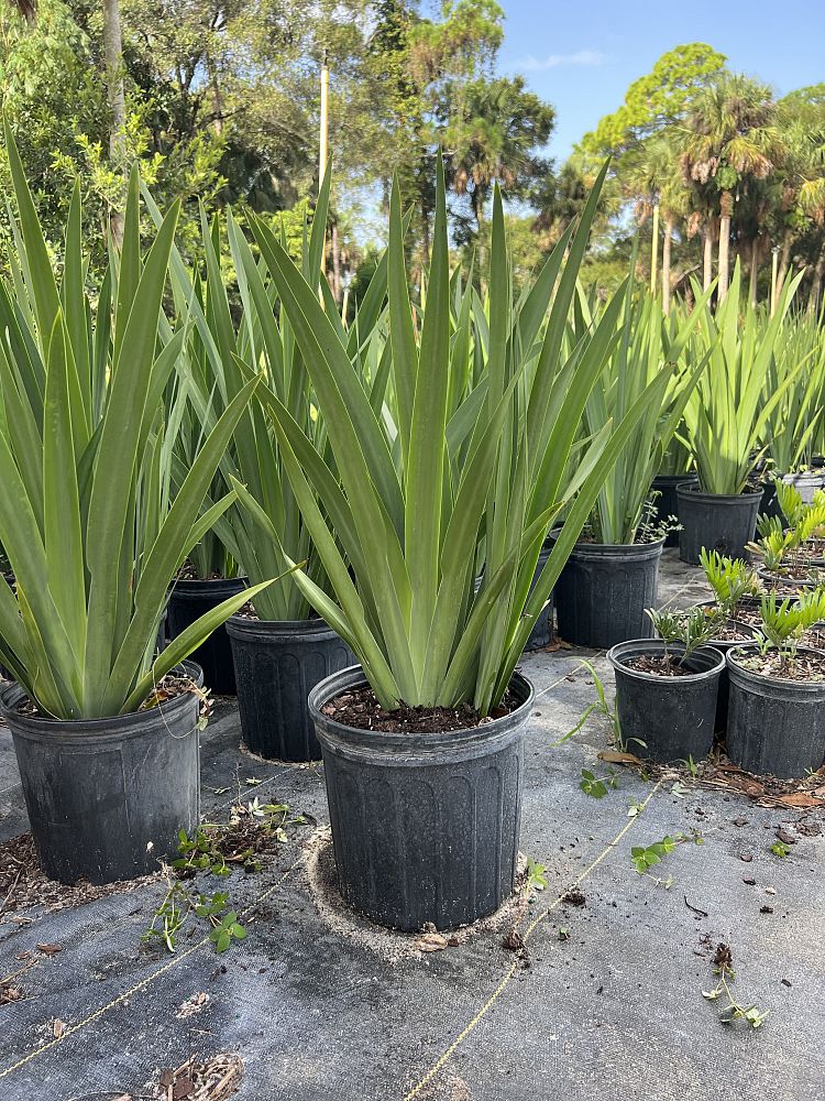 neomarica-caerulea-regina-regina-iris-giant-apostle-s-iris