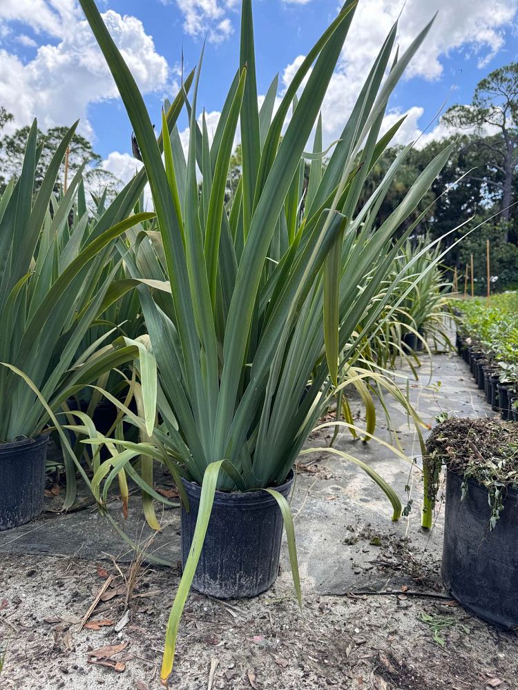 neomarica-caerulea-regina-regina-iris-giant-apostle-s-iris
