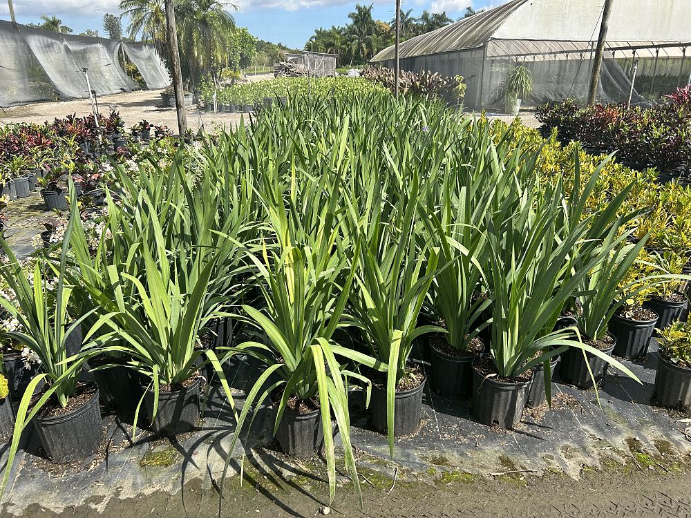 neomarica-caerulea-regina-regina-iris-giant-apostle-s-iris