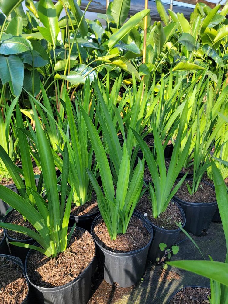 neomarica-caerulea-regina-regina-iris-giant-apostle-s-iris