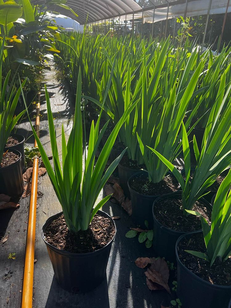 neomarica-caerulea-regina-regina-iris-giant-apostle-s-iris