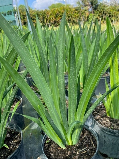 neomarica-caerulea-regina-regina-iris-giant-apostle-s-iris