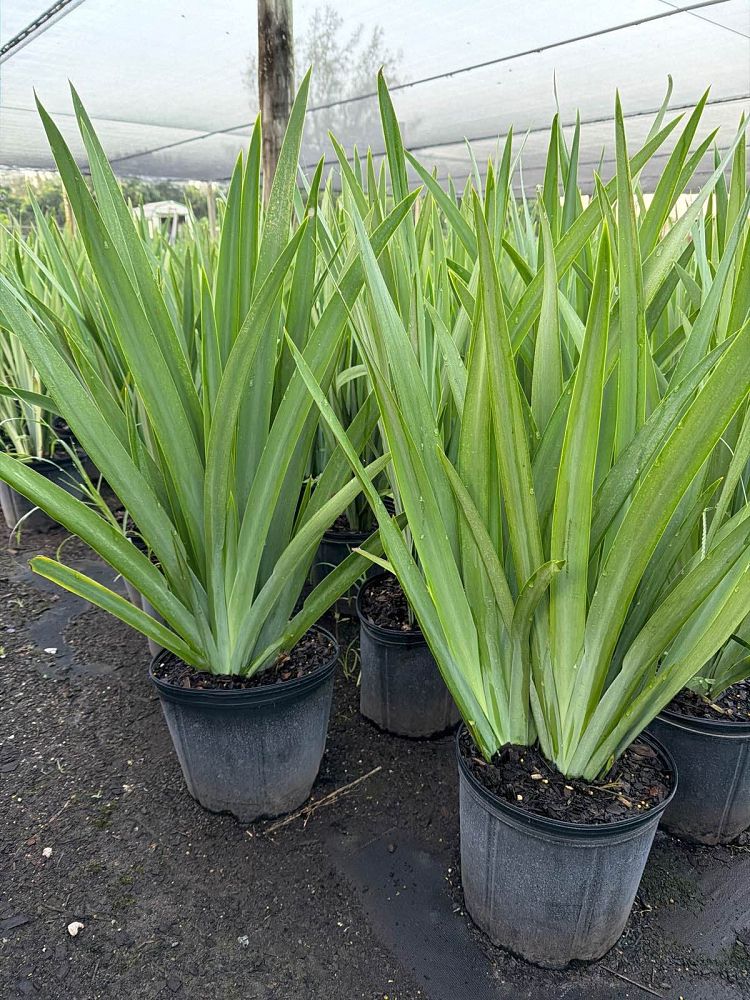 neomarica-caerulea-regina-regina-iris-giant-apostle-s-iris