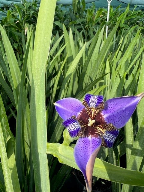 neomarica-caerulea-regina-regina-iris-giant-apostle-s-iris