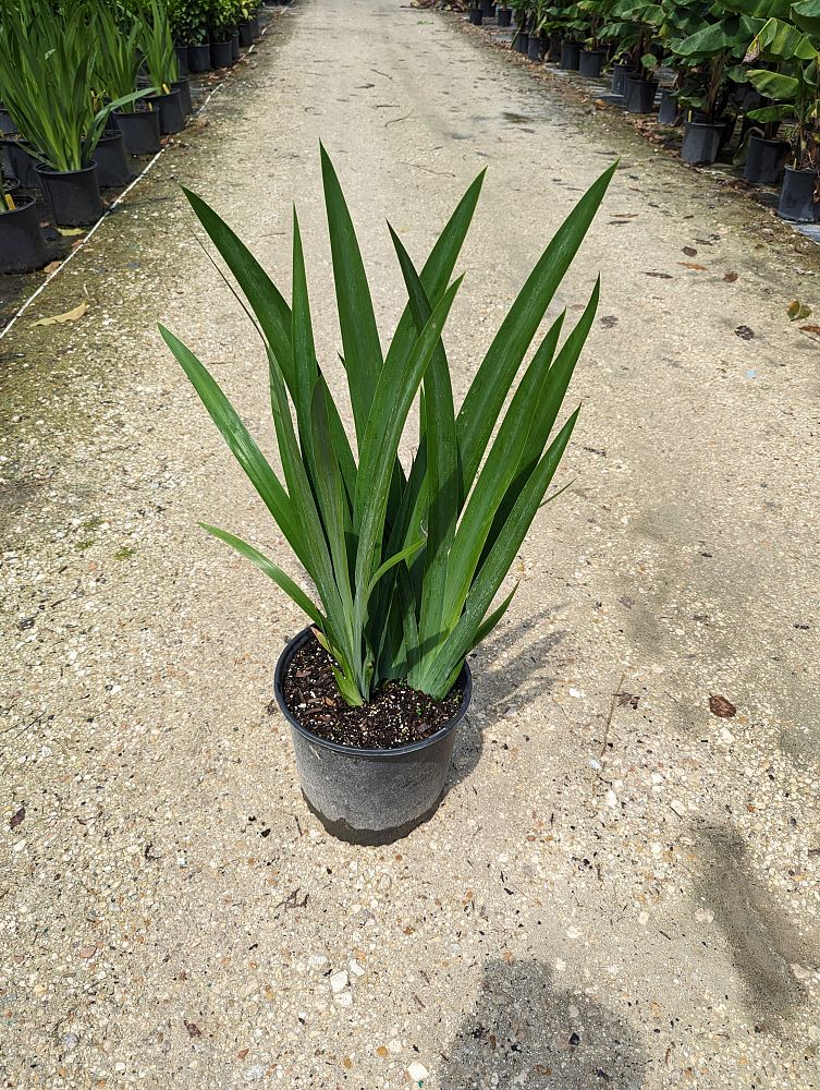 neomarica-caerulea-regina-regina-iris-giant-apostle-s-iris