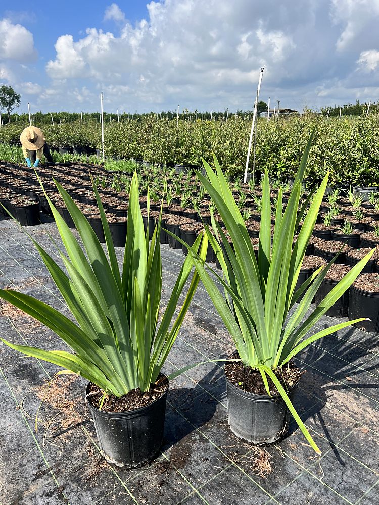 neomarica-caerulea-regina-regina-iris-giant-apostle-s-iris