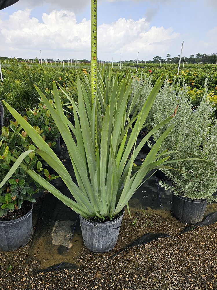 neomarica-caerulea-regina-regina-iris-giant-apostle-s-iris