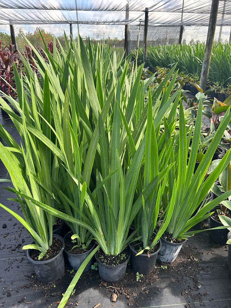 neomarica-caerulea-regina-regina-iris-giant-apostle-s-iris