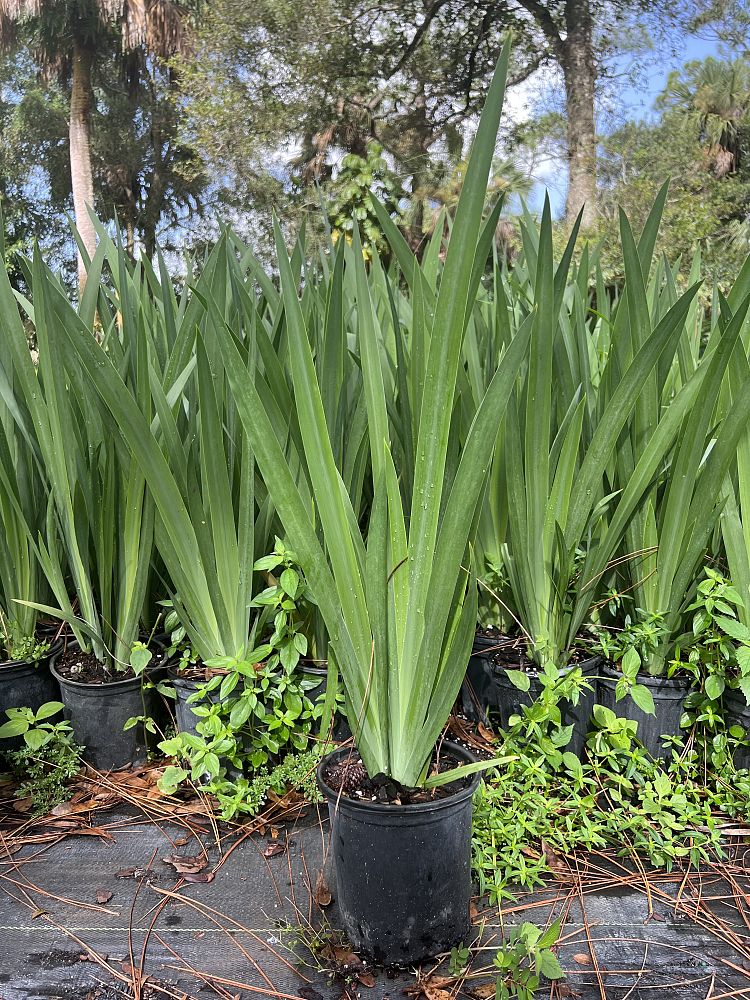 neomarica-caerulea-regina-regina-iris-giant-apostle-s-iris