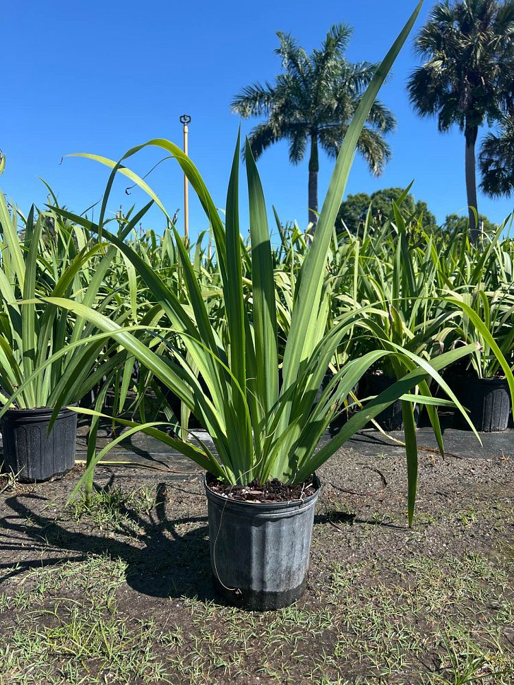 neomarica-caerulea-regina-regina-iris-giant-apostle-s-iris