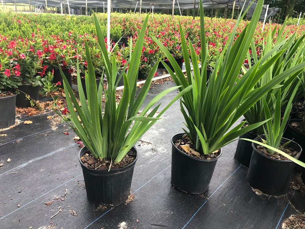 neomarica-caerulea-regina-regina-iris-giant-apostle-s-iris
