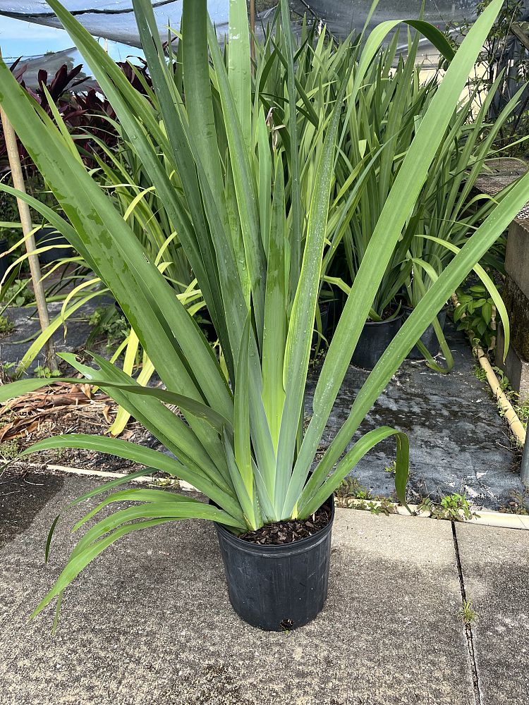 neomarica-caerulea-regina-regina-iris-giant-apostle-s-iris