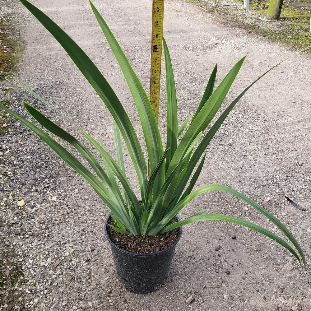 neomarica-caerulea-regina-regina-iris-giant-apostle-s-iris