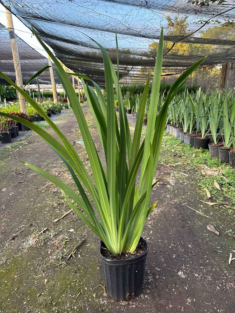 neomarica-caerulea-regina-regina-iris-giant-apostle-s-iris