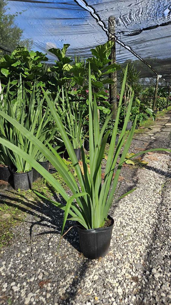 neomarica-caerulea-regina-regina-iris-giant-apostle-s-iris