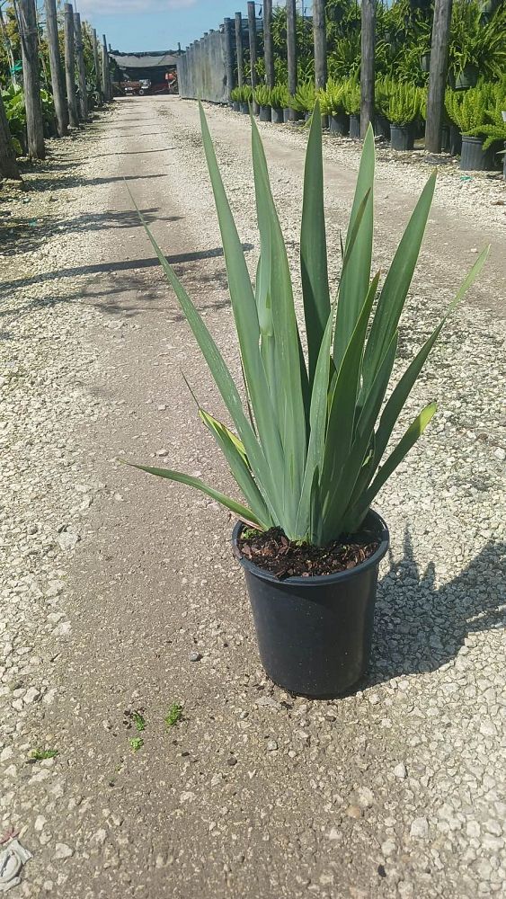 neomarica-caerulea-regina-regina-iris-giant-apostle-s-iris