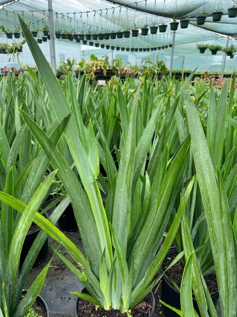 neomarica-caerulea-regina-regina-iris-giant-apostle-s-iris