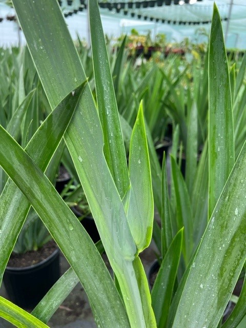 neomarica-caerulea-regina-regina-iris-giant-apostle-s-iris