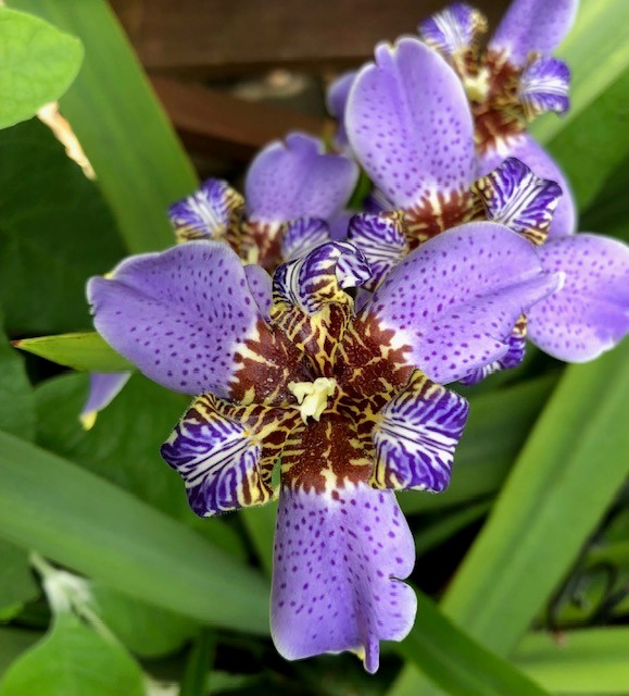neomarica-caerulea-regina-regina-iris-giant-apostle-s-iris