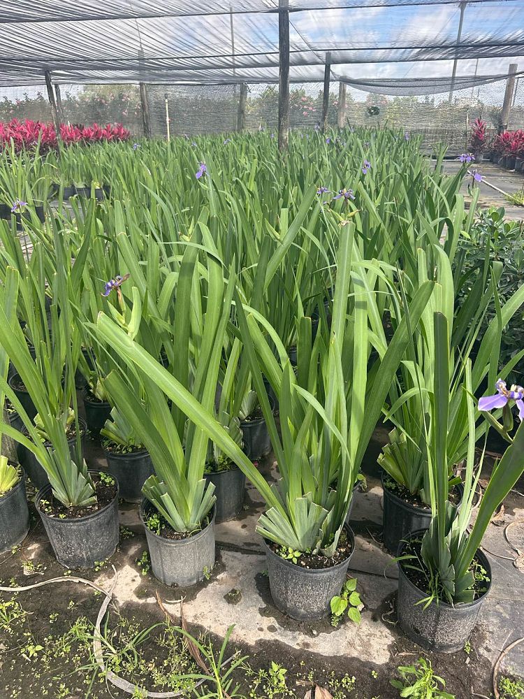 neomarica-caerulea-regina-regina-iris-giant-apostle-s-iris