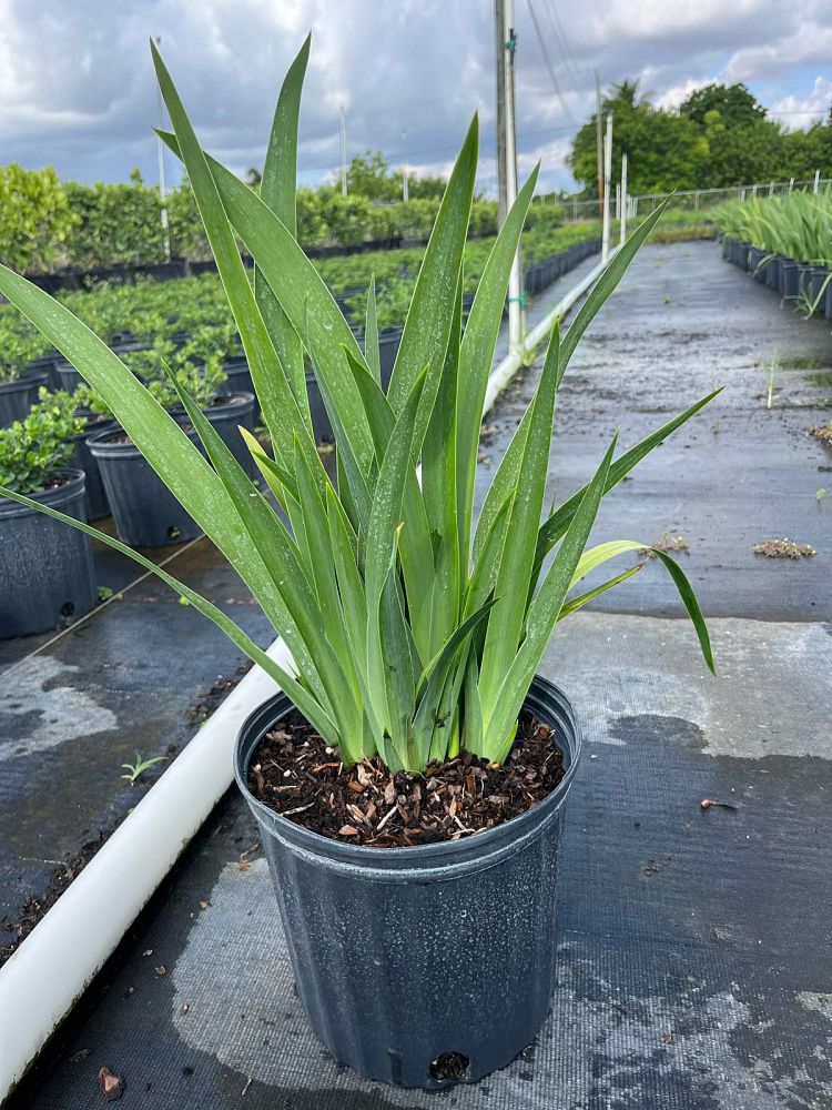 neomarica-caerulea-regina-regina-iris-giant-apostle-s-iris