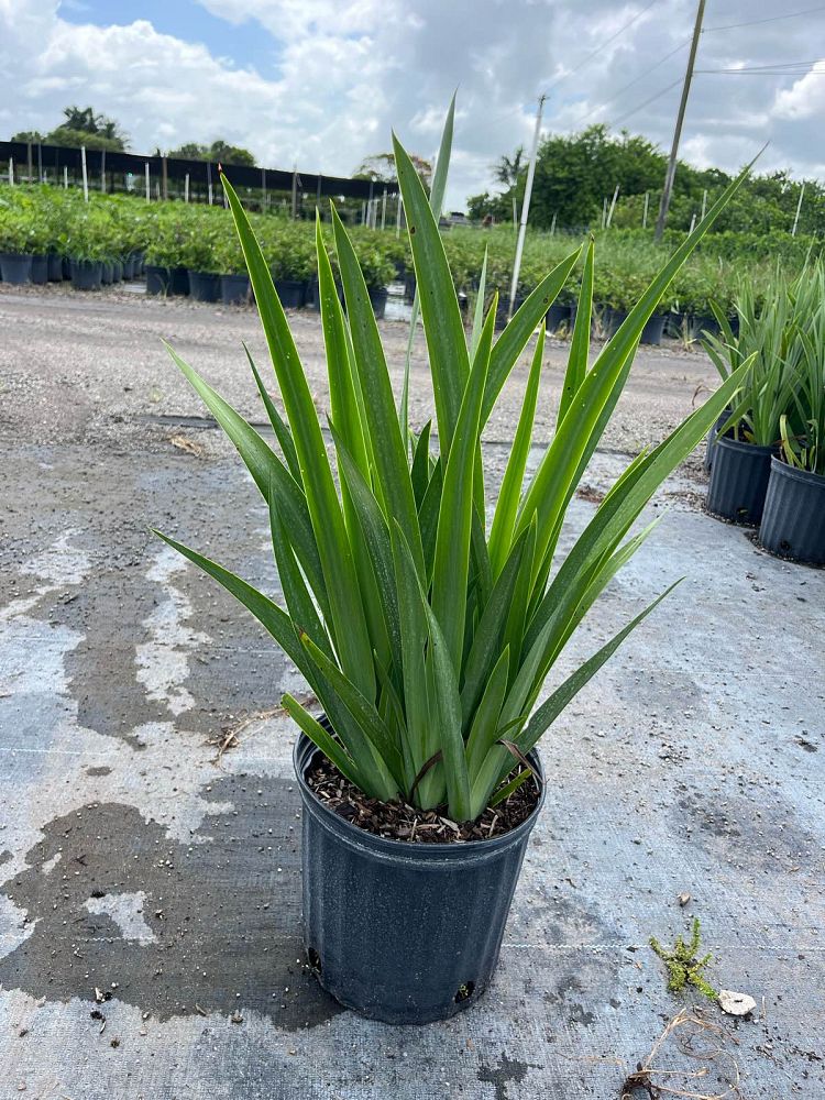 neomarica-caerulea-regina-regina-iris-giant-apostle-s-iris