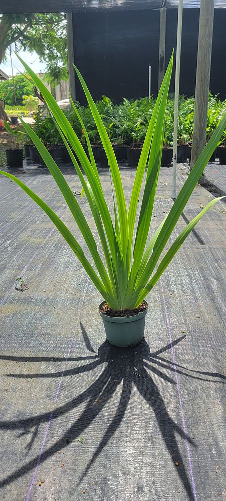 neomarica-caerulea-regina-regina-iris-giant-apostle-s-iris
