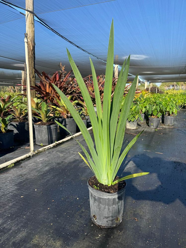 neomarica-caerulea-regina-regina-iris-giant-apostle-s-iris
