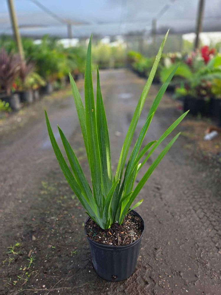 neomarica-caerulea-regina-regina-iris-giant-apostle-s-iris