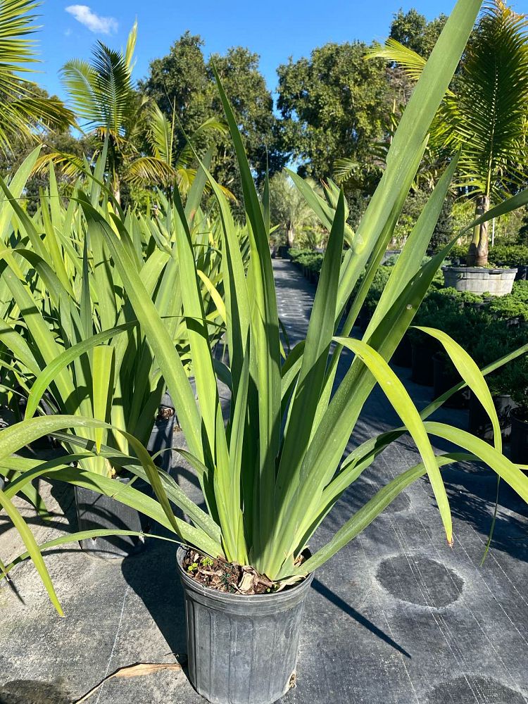 neomarica-caerulea-regina-regina-iris-giant-apostle-s-iris