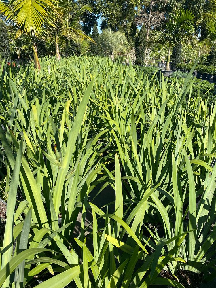 neomarica-caerulea-regina-regina-iris-giant-apostle-s-iris