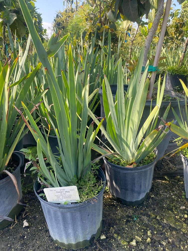 neomarica-caerulea-regina-regina-iris-giant-apostle-s-iris