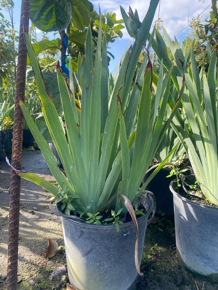 neomarica-caerulea-regina-regina-iris-giant-apostle-s-iris