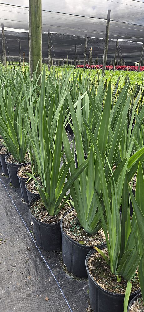 neomarica-caerulea-regina-regina-iris-giant-apostle-s-iris