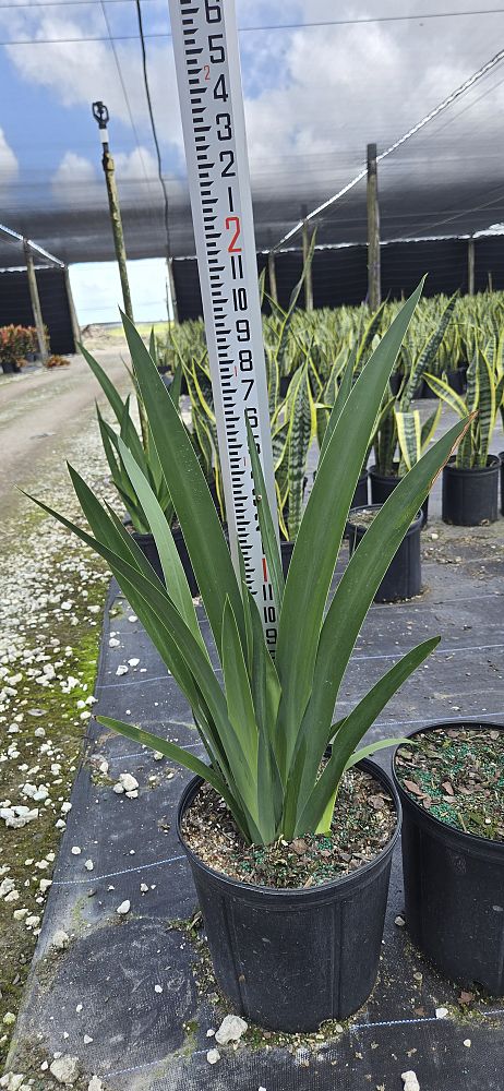 neomarica-caerulea-regina-regina-iris-giant-apostle-s-iris