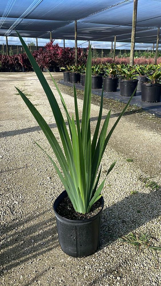 neomarica-caerulea-regina-regina-iris-giant-apostle-s-iris