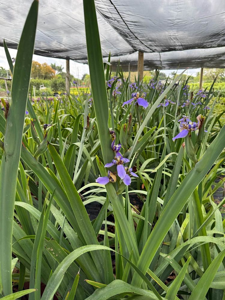 neomarica-caerulea-regina-regina-iris-giant-apostle-s-iris