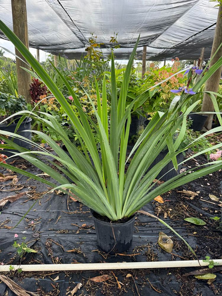 neomarica-caerulea-regina-regina-iris-giant-apostle-s-iris