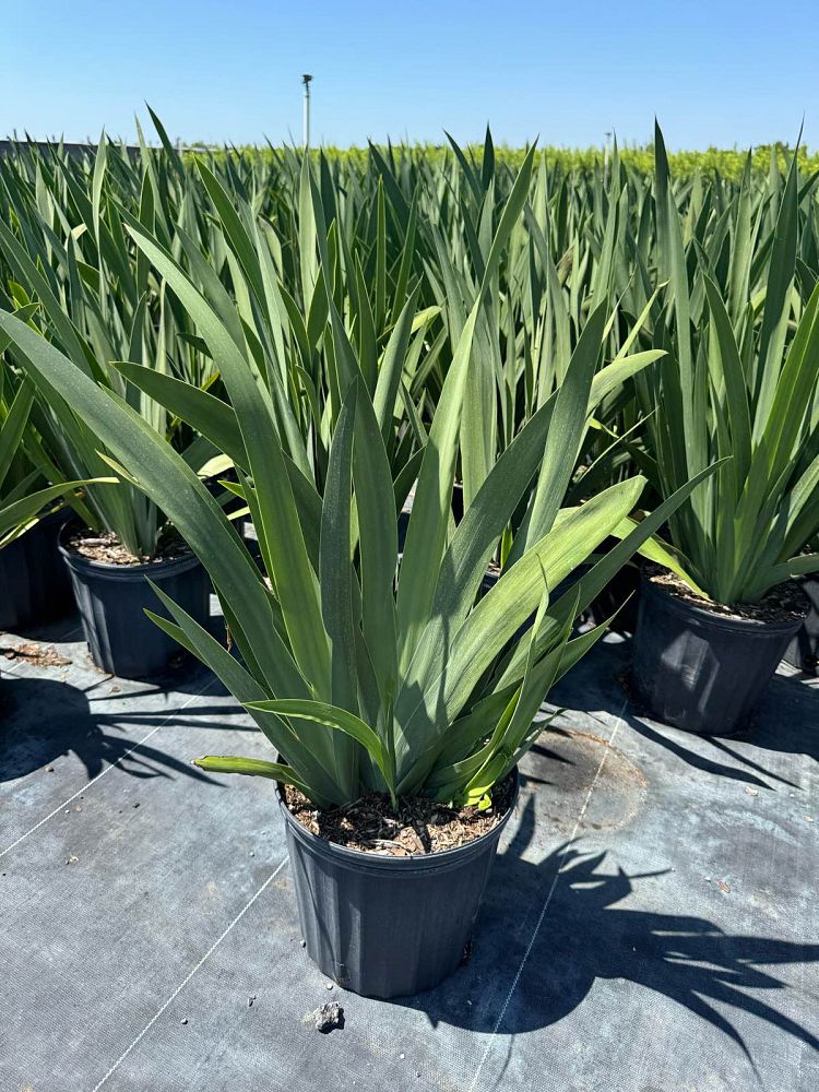 neomarica-caerulea-regina-regina-iris-giant-apostle-s-iris