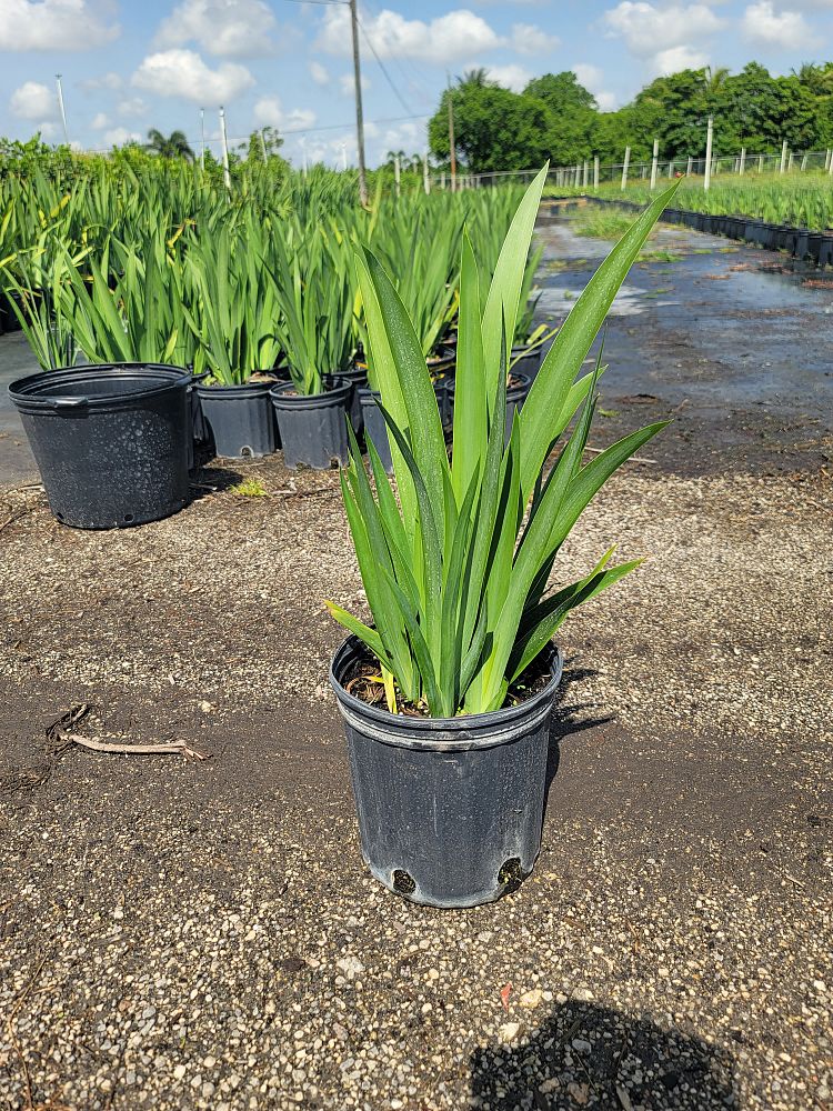 neomarica-caerulea-regina-regina-iris-giant-apostle-s-iris