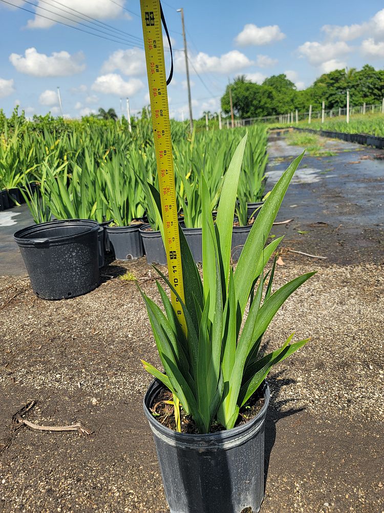 neomarica-caerulea-regina-regina-iris-giant-apostle-s-iris
