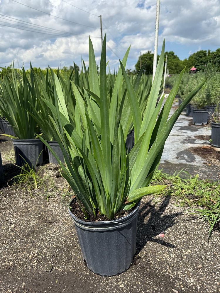 neomarica-caerulea-regina-regina-iris-giant-apostle-s-iris