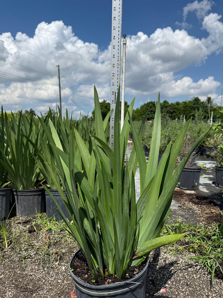 neomarica-caerulea-regina-regina-iris-giant-apostle-s-iris
