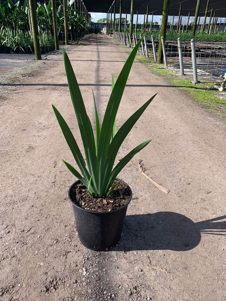 neomarica-caerulea-regina-regina-iris-giant-apostle-s-iris