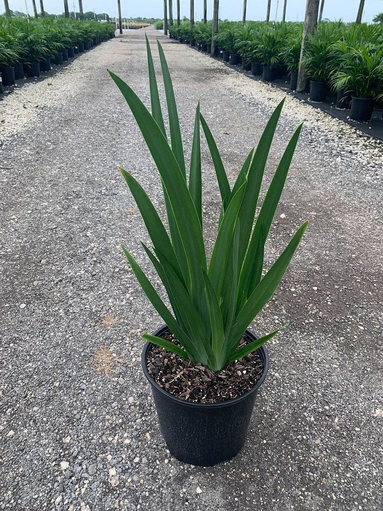 neomarica-caerulea-regina-regina-iris-giant-apostle-s-iris