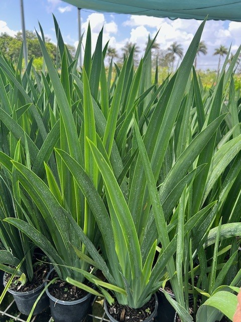 neomarica-caerulea-regina-regina-iris-giant-apostle-s-iris
